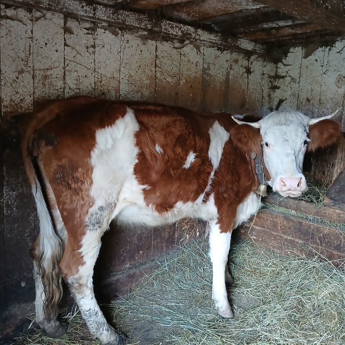 De vânzare juninca de 2 ani deafata