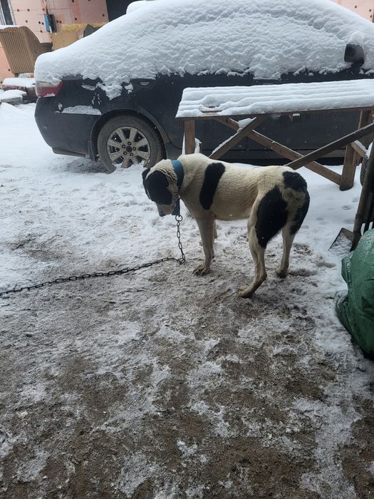 Таблетка годовалая