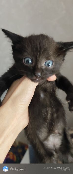 Мальчик и девочка котенок