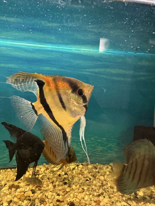 Vand pereche scalari