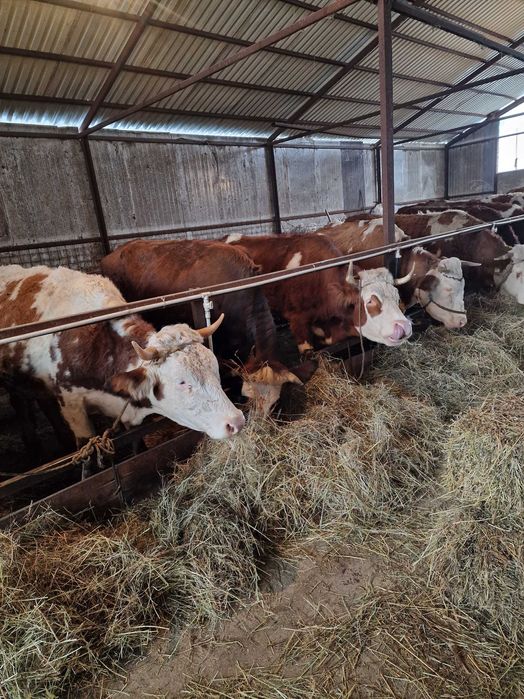 Vaci de vanzare baltate romanesti!