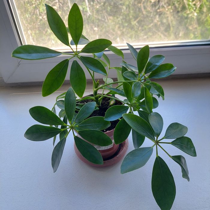 Продам  шеффлеру