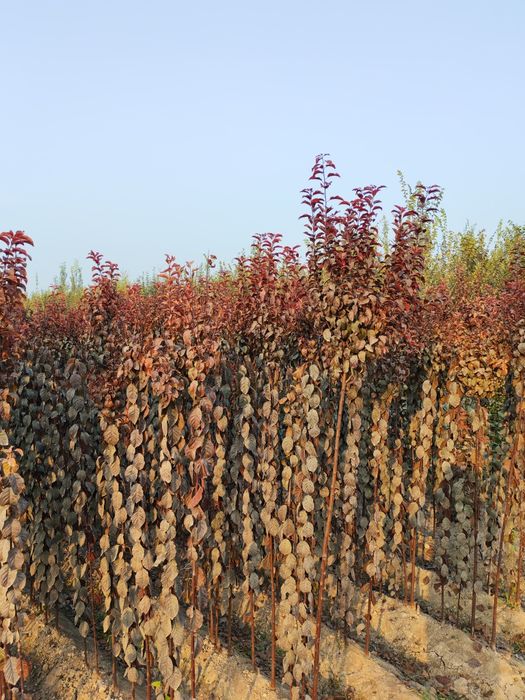 Sliva pisar kochatlari optom