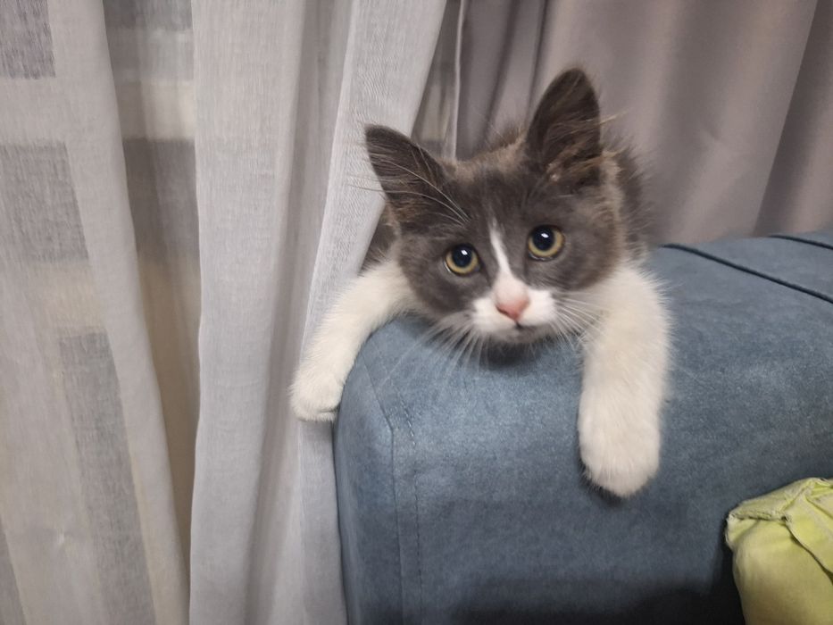 Котёнок девочка 1,5 месяца