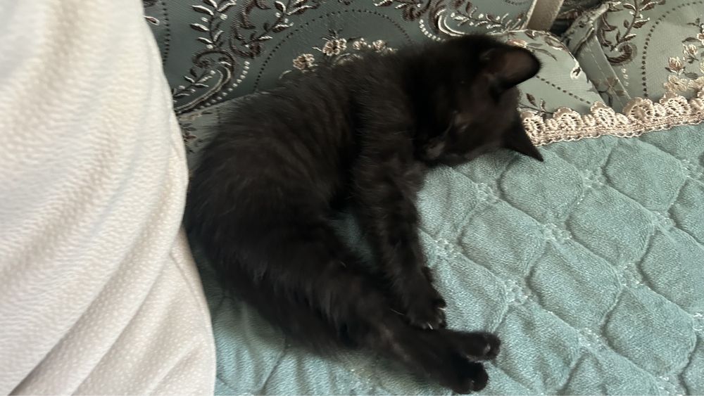 Котенок отдам в добрые руки