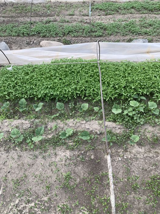 Продается рассада