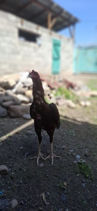 Шамо микс 6 ай адемы кораз