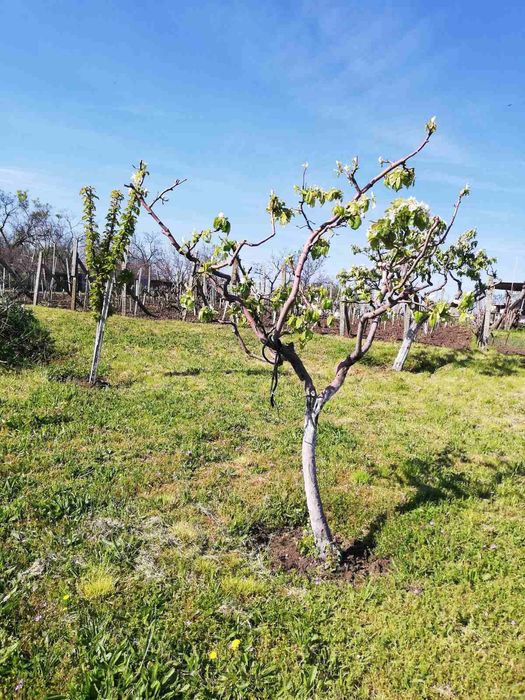 Продава се Парцел в Бургас, Братя Миладинови - 2000 кв.м за 8 €/кв.м - Снимка #5