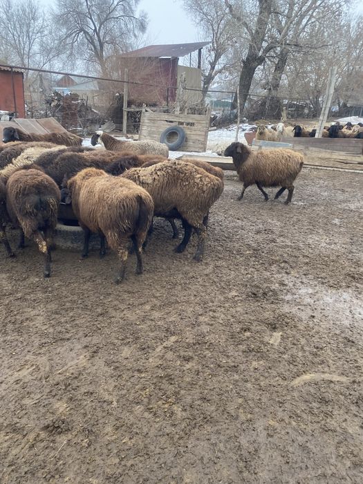 Продам жирных баран