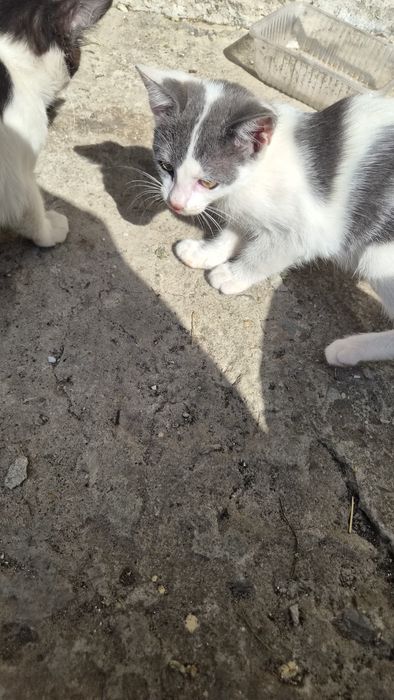 Безплатно котета