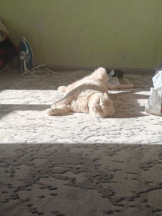 Scottish fold mushuk