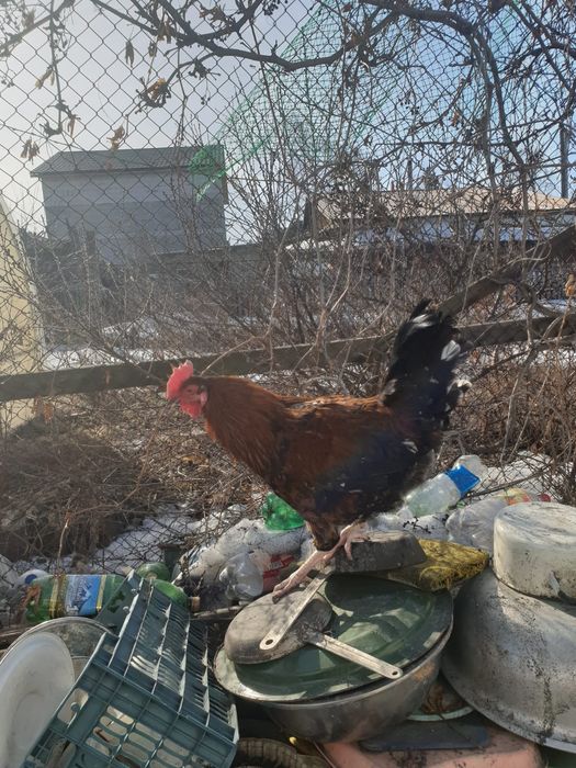 Петух.           Живой