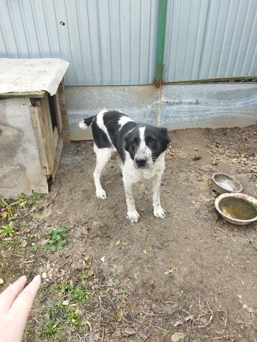 Отдам в добрые руки