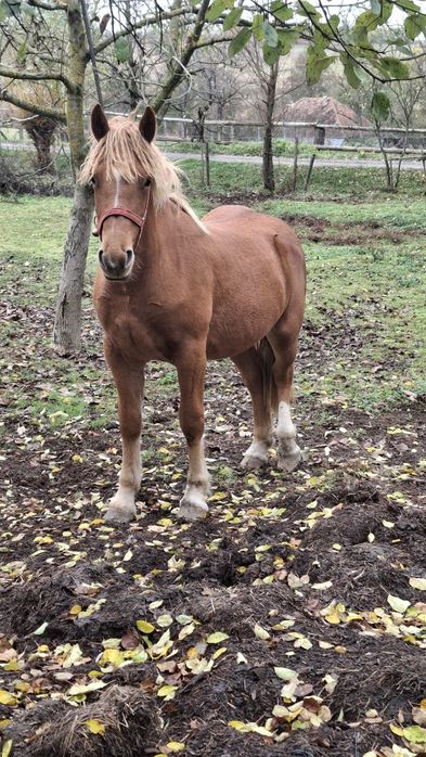 Vând o mânza de un an și 5 luni