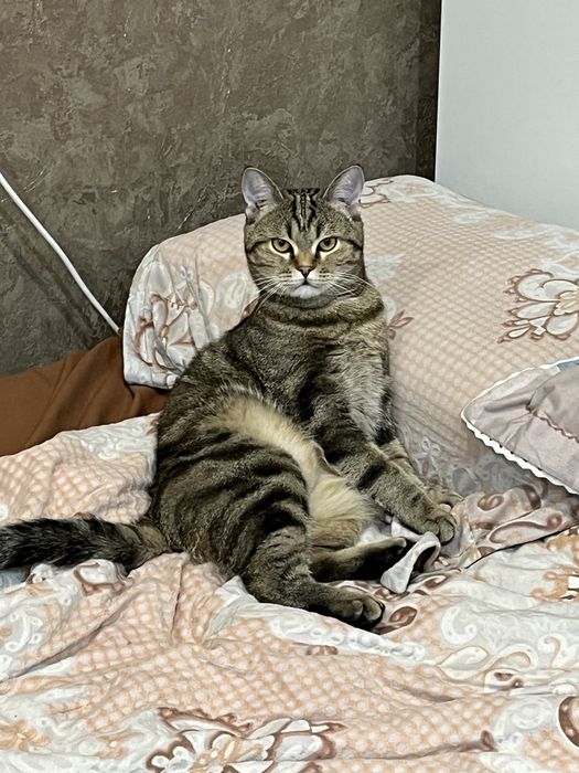 Отдам кота в добрые руки