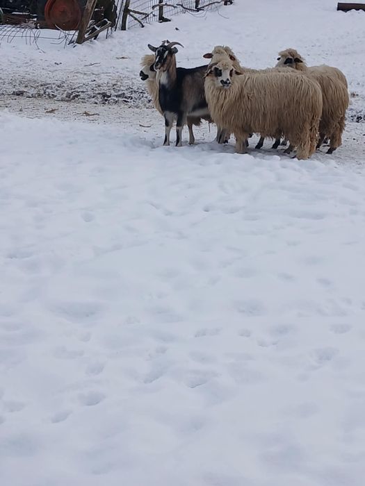 Vând 5 mioare gestante