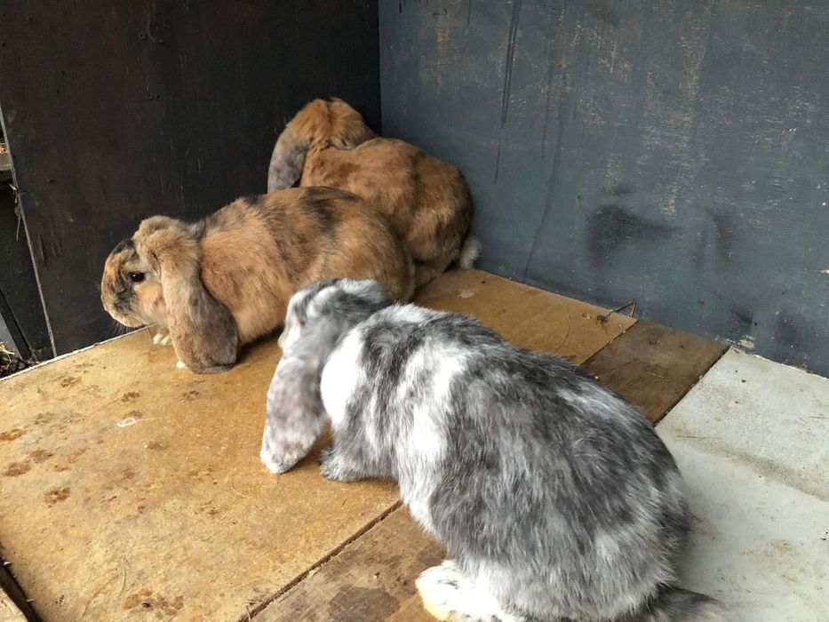 Iepuri Berbec german- rasa pura