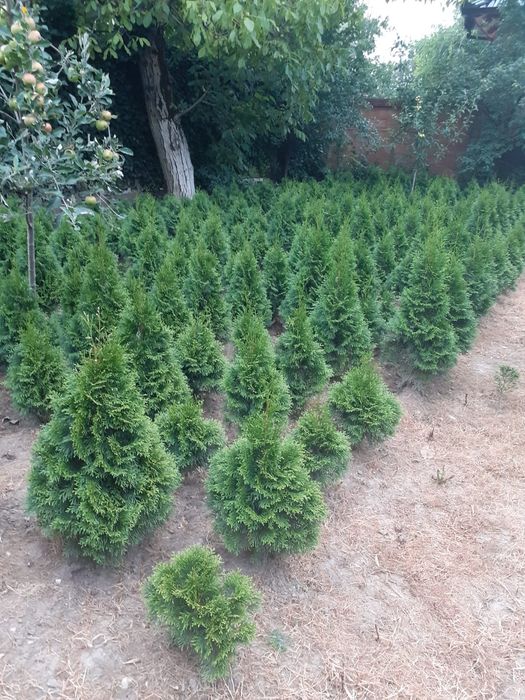 Vând Tuya Smaragd  1 metru înălțime