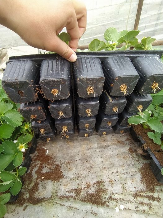 Qulupnay kochatlari sotuvda