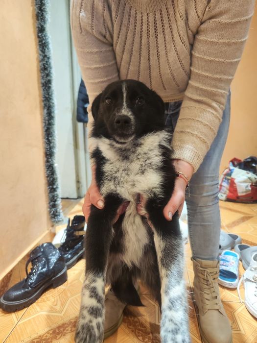 Donez cățel urgent