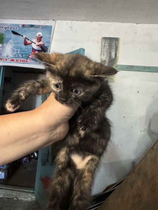 Отдам котят в добрые руку