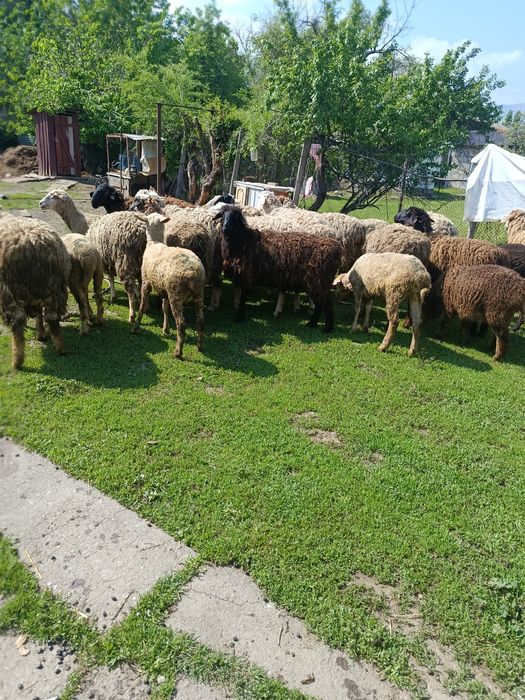 В продажи Жирных Баран.