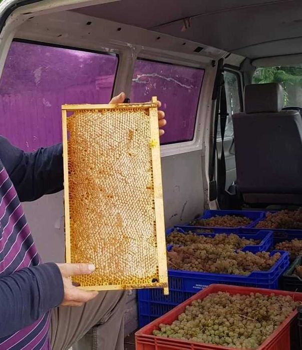 Vind faguri de miere poliflora 2024