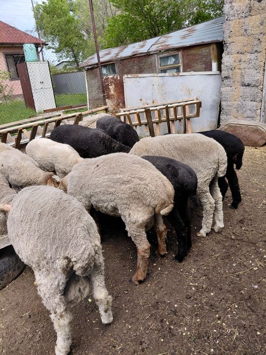 Семіз қошқарлар, Ісек қой  сатылады