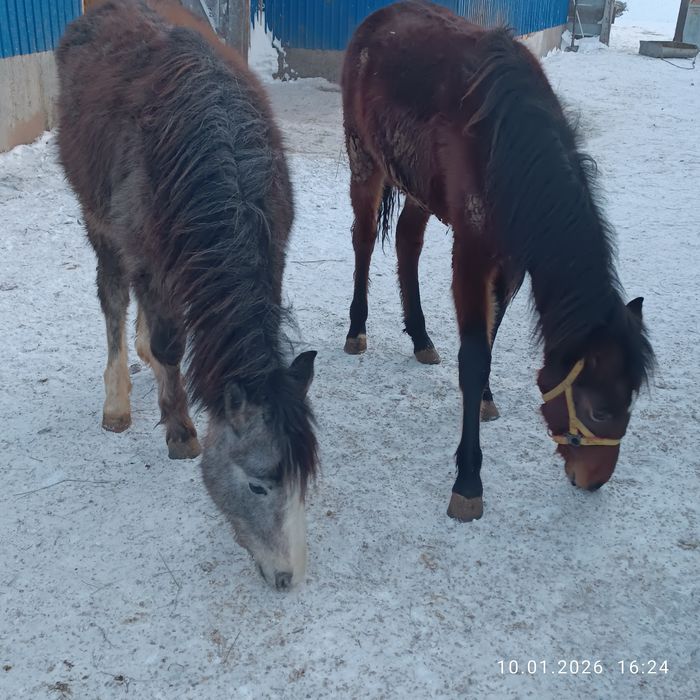 Продам жеребчиков