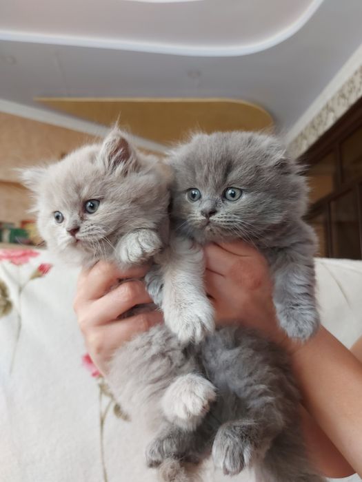 Кошки.  Мушукчалар