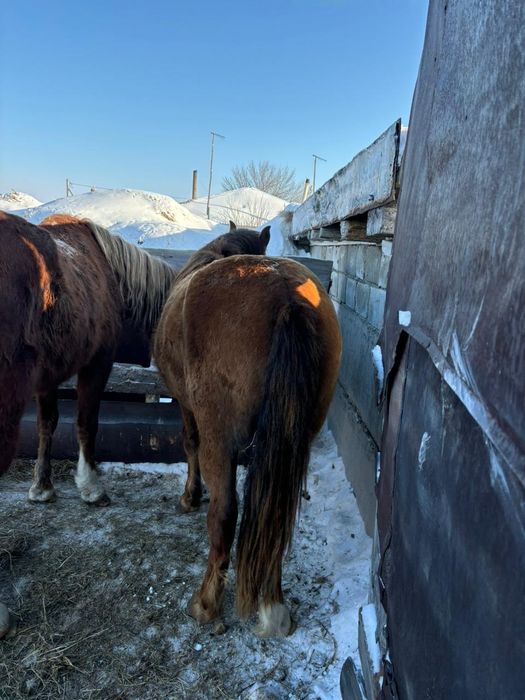 Продам жеребцов.