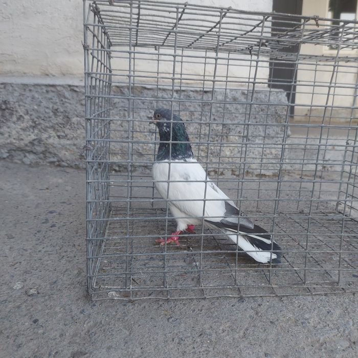 Пакистан кобрашей самец летный 6.7 час