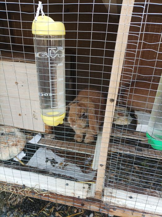 Karlik Baran Quyonlar sotiladi