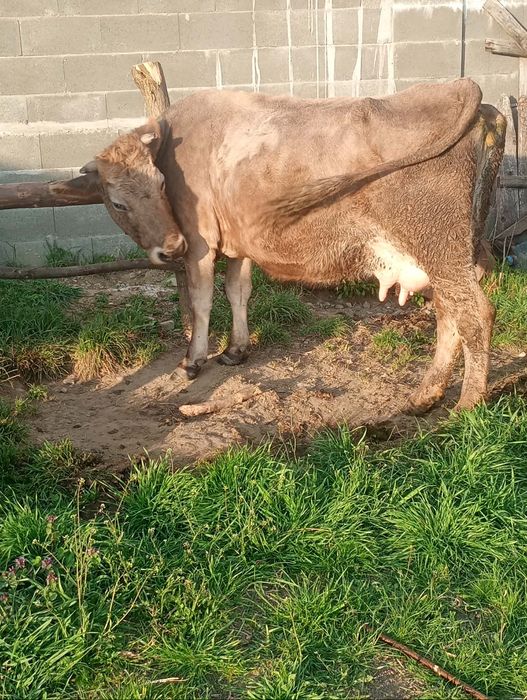 Vând vaca fătată recent