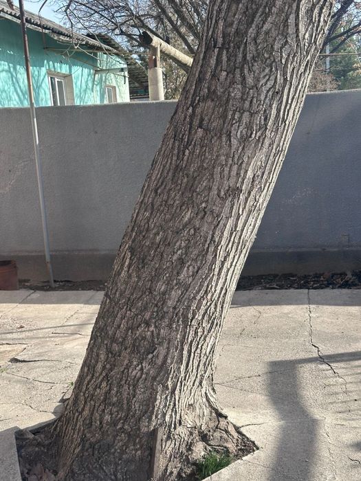 Отдам орех бесплатно