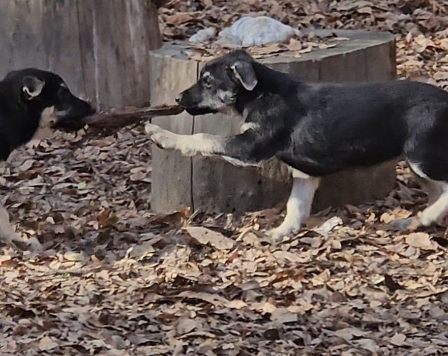 Щенки ВЕО 2,5 месяца