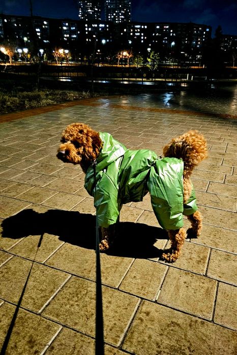 Той пудель продать