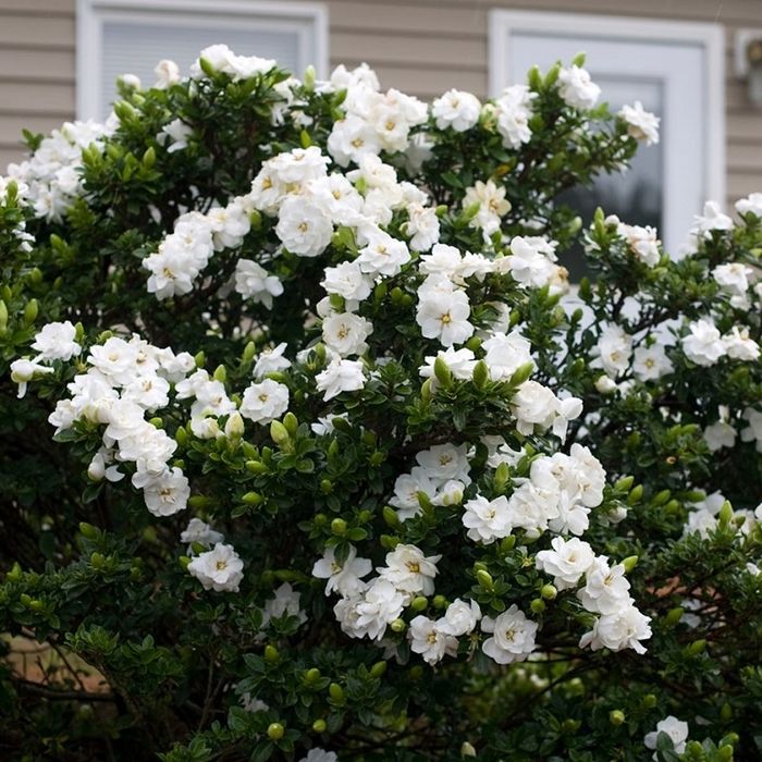 Гарденията (Gardenia jasminoides)