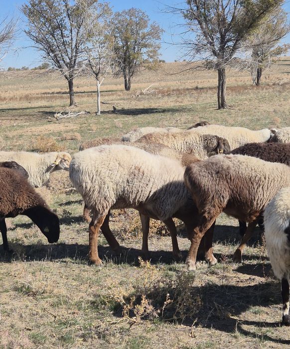 Продам породистых баран!!!