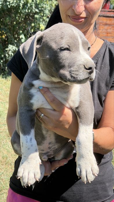 American bully xl