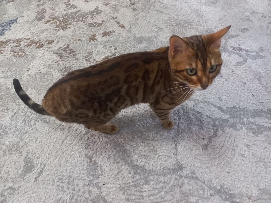 Bengal qiz bolaa