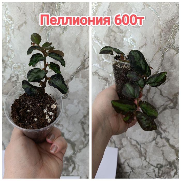 Комнатные растения