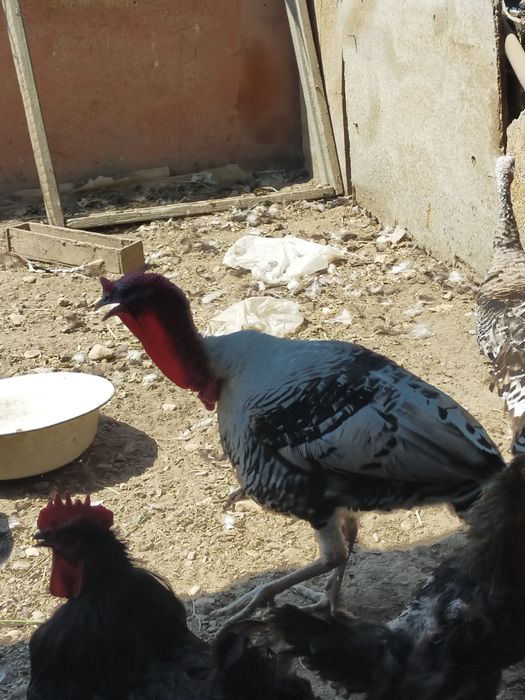 Продам крупного индюка