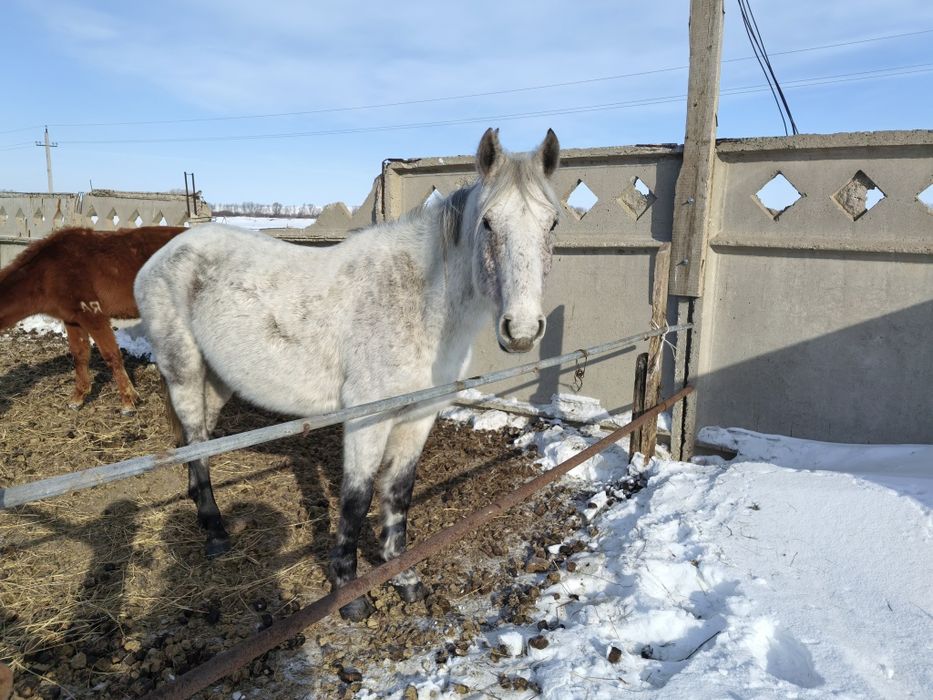 Бие 2-туған, тұрқы биік, жас мал. Қурайлыда