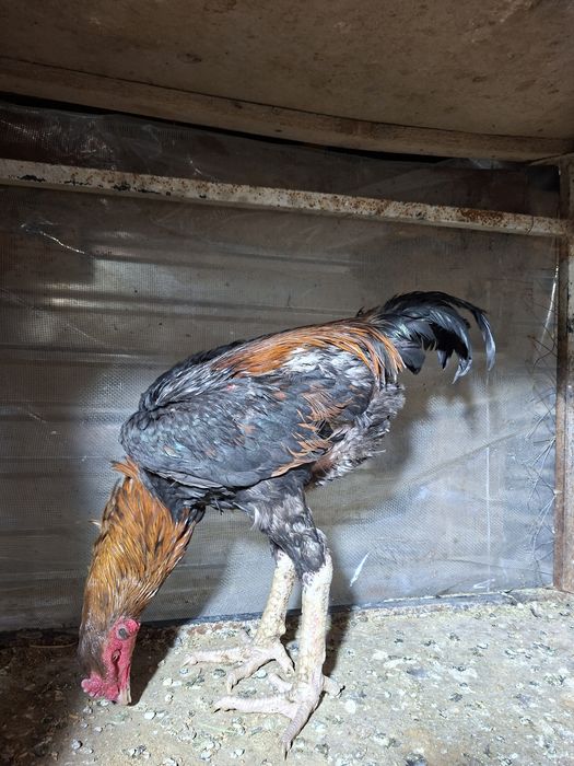 бойцовый петух{дакан}