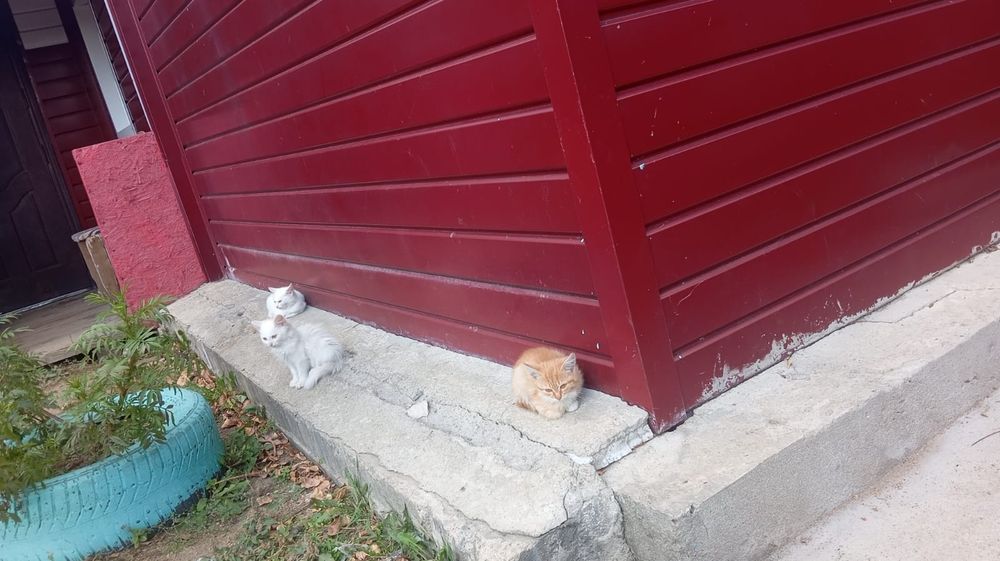 Отдам котят в добрые руки