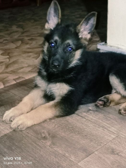 Немецкая овчарка