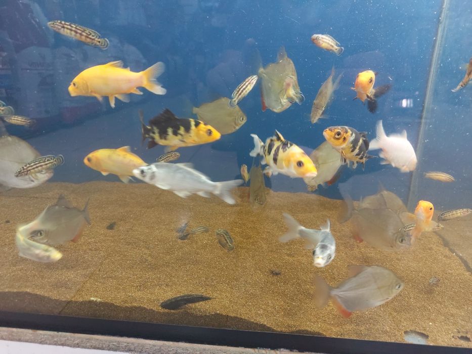 Аквариумные рыбки