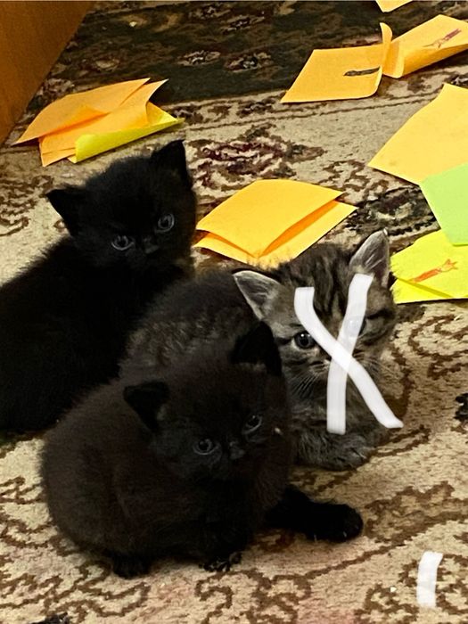 Отдам котят мама британка