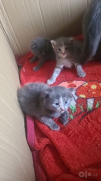 Uy mushuk zodli latoni biladi 2 oyli